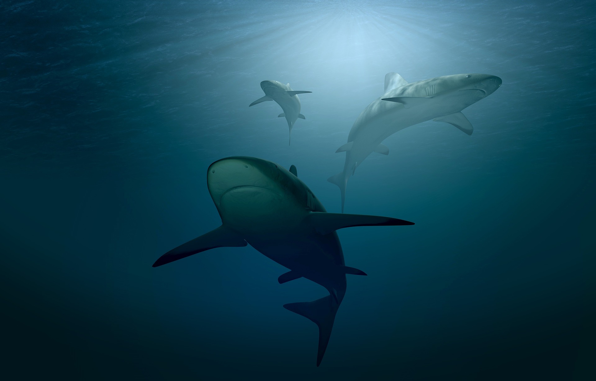 Shark Start